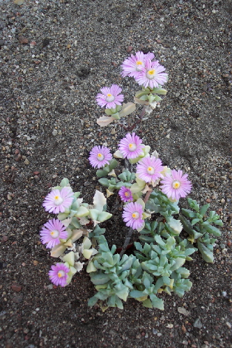 oscularia deltoides